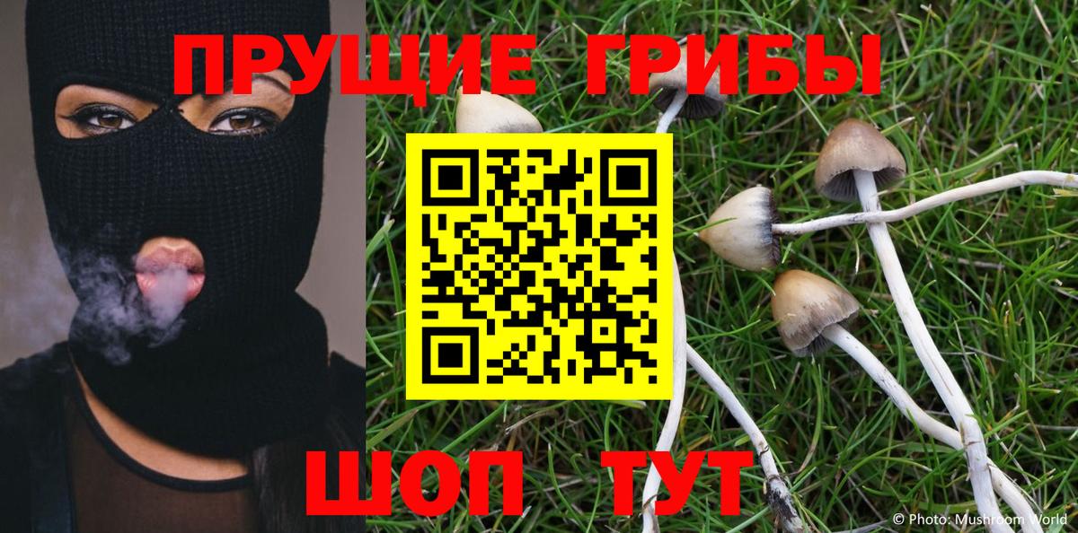 Галлюциногенные грибы Cubensis Зима